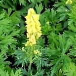 Aconitum vulparia Облик