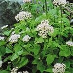 Valeriana tripteris Hábito