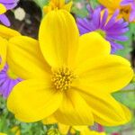 Bidens aurea Flor