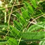 Astragalus cicer ഇല