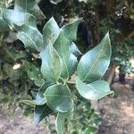 Citronella mucronata Leaf