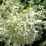 Clematis recta Blomst