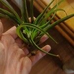 Tillandsia utriculata Leaf