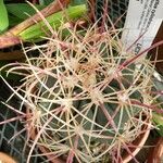 Ferocactus cylindraceus Blad