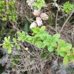 Berberis microphylla 叶