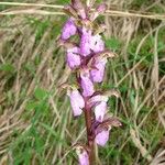 Orchis spitzelii Flower