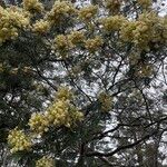 Acacia mearnsii Цвят