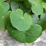 Hydrocotyle leucocephala Leaf