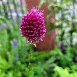 Allium sphaerocephalum Flower