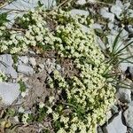 Galium megalospermum Flower