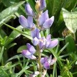 Lupinus angustifolius Цветок