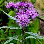 Vernonia gigantea Flower