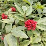 Sambucus racemosa 果實