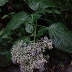 Neomirandea standleyi Flor