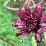 Cosmos atrosanguineus Õis