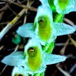 Spiranthes spiralis Цветок