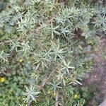 Juniperus macrocarpa Blad