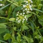 Calepina irregularis Flower