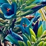 Puya alpestris Virág