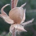 Helianthemum ledifolium Fleur