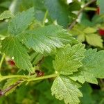 Rubus idaeus पत्ता