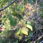 Schrebera alata Leaf