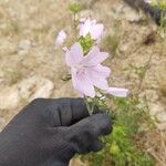 Malva alceaFlower