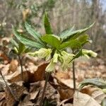 Cardamine enneaphyllos Кветка