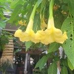Brugmansia aurea 花