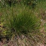 Carex distachya Habit