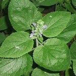 Scutellaria ovata Habit