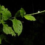 Stachytarpheta cayennensis Leaf