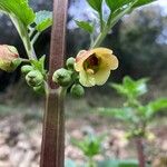 Scrophularia trifoliata Fula