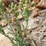 Erigeron bonariensisFeuille