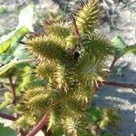 Xanthium strumariumПлод