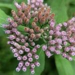 Pluchea camphorata Flower