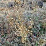 Scrophularia marilandica Blatt