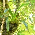 Angraecum bracteosum Plante entière