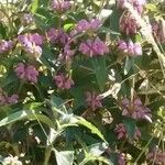 Phlomis herba-venti 花