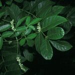 Paullinia pinnata Other