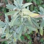 Salvia officinalis List