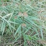 Phragmites australisBlad