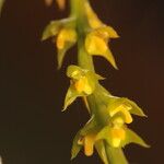 Bulbophyllum pervillei