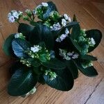 Kalanchoe blossfeldiana 整株植物