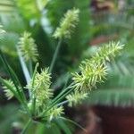 Cyperus strigosus Flower