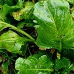 Beta vulgaris برگ