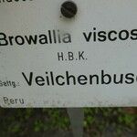 Browallia americana Beste bat