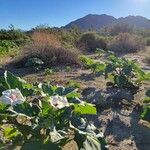 Datura discolor Ліст