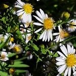 Symphyotrichum ericoides Žiedas