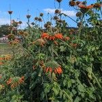 Leonotis nepetifolia Blomma